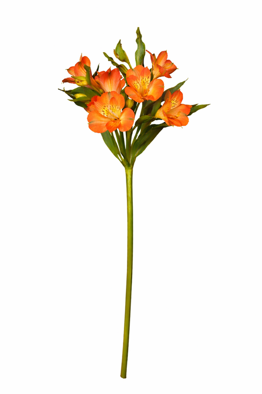 Alstro - Oranje