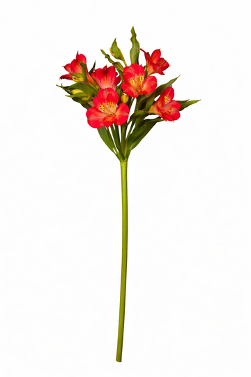 Alstro - Rood Hoofdbloem