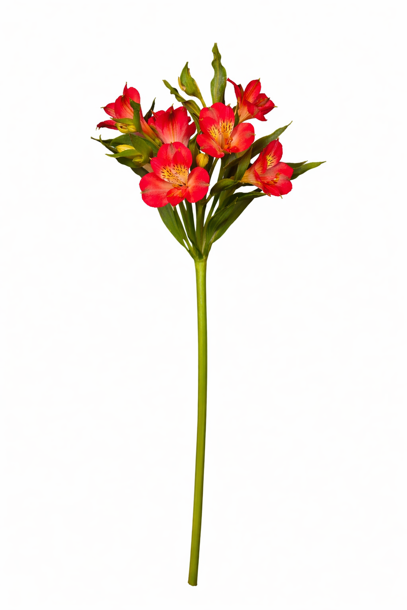 Alstro - Rood Hoofdbloem