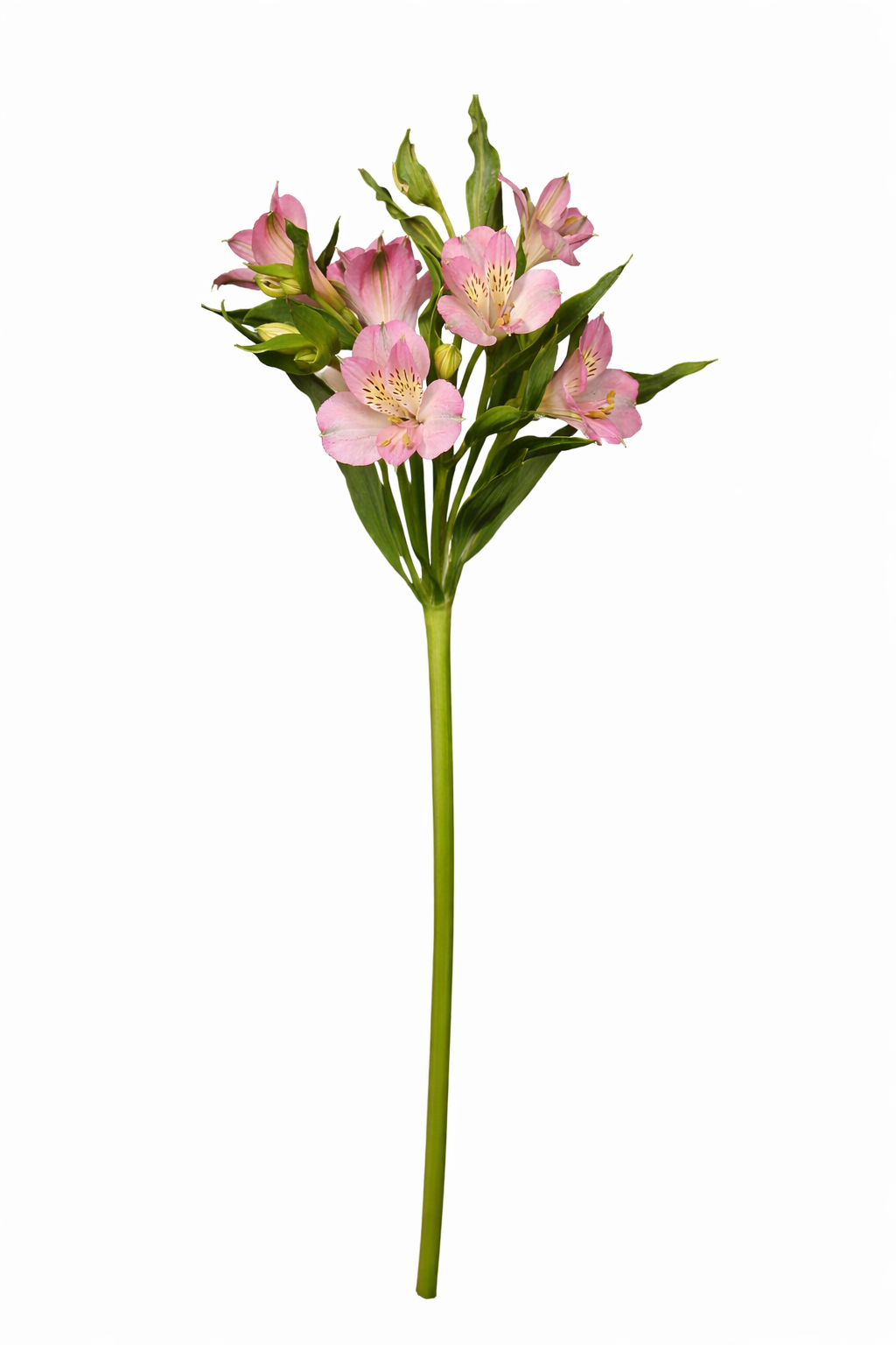 Alstro - Roze