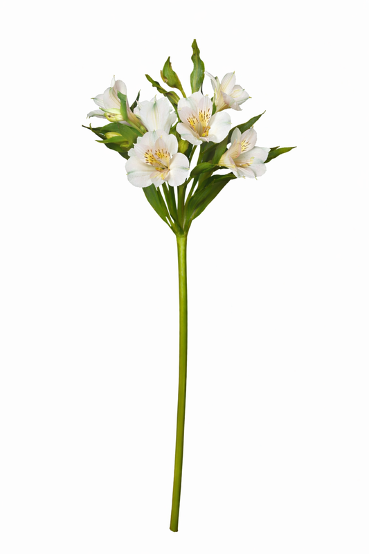 Alstro - Wit Hoofdbloemen