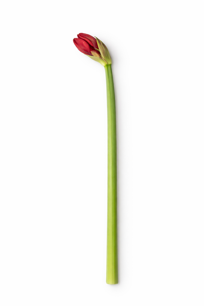 Amaryllis - Rood