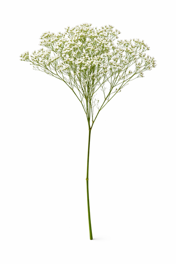 Limonium - Wit