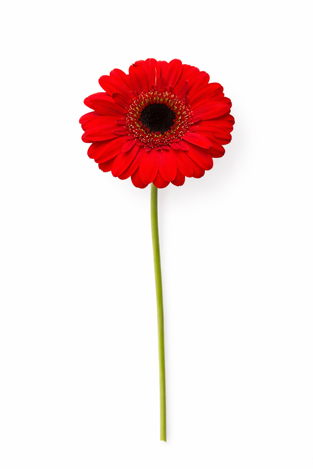Germini - Rood