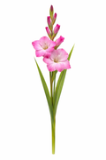 Gladiool - Roze