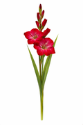 Gladiool - Rood