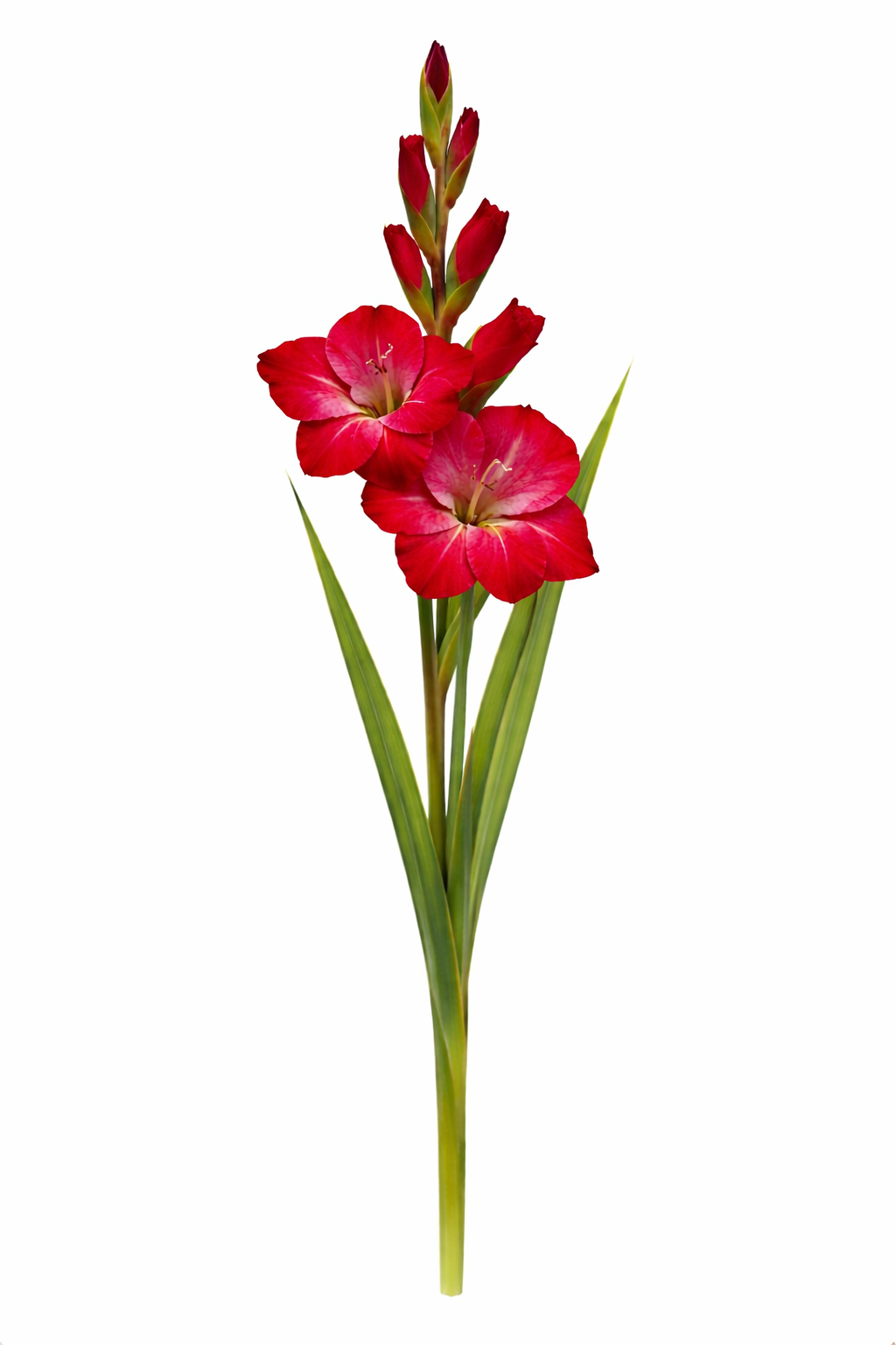 Gladiool - Rood