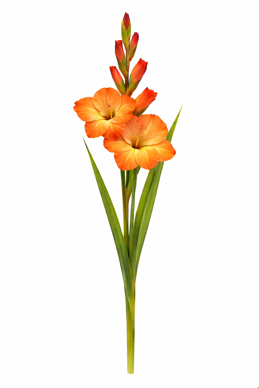 Gladiool - Oranje