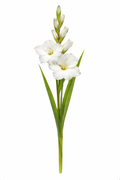 Gladiool - Wit