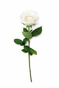 Roos - Wit