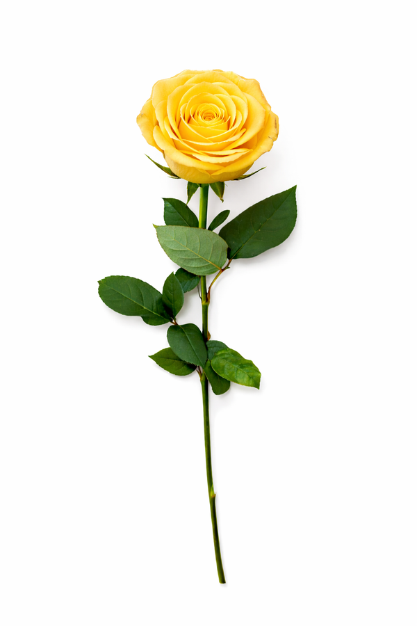 Roos - Geel