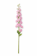 Delphinium - Roze
