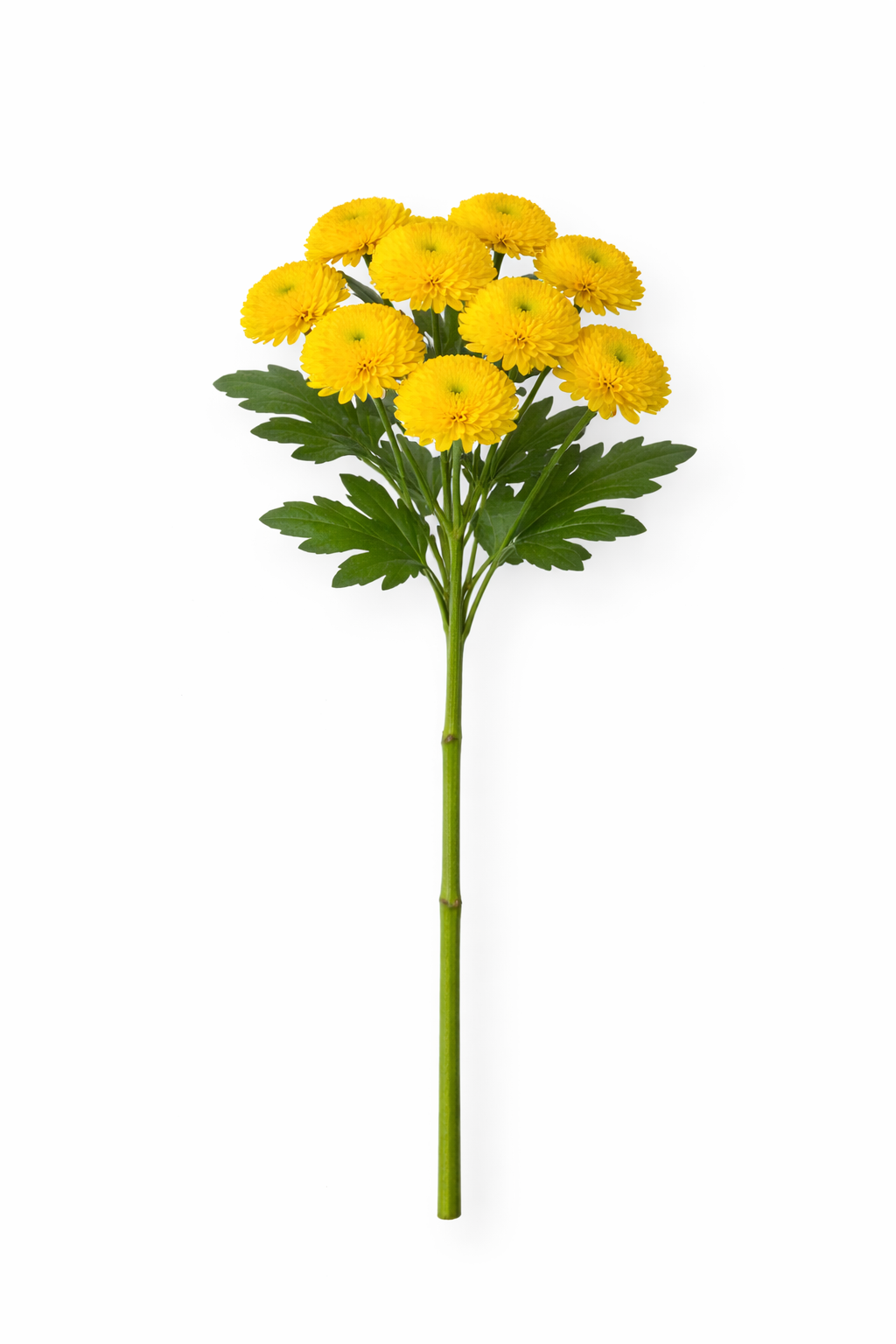 Chrysant Santini - Geel