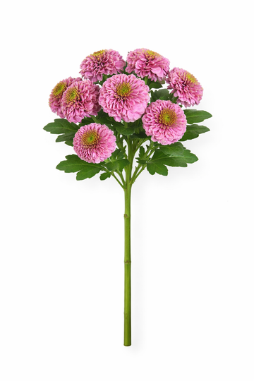 Chrysant Santini - Lila