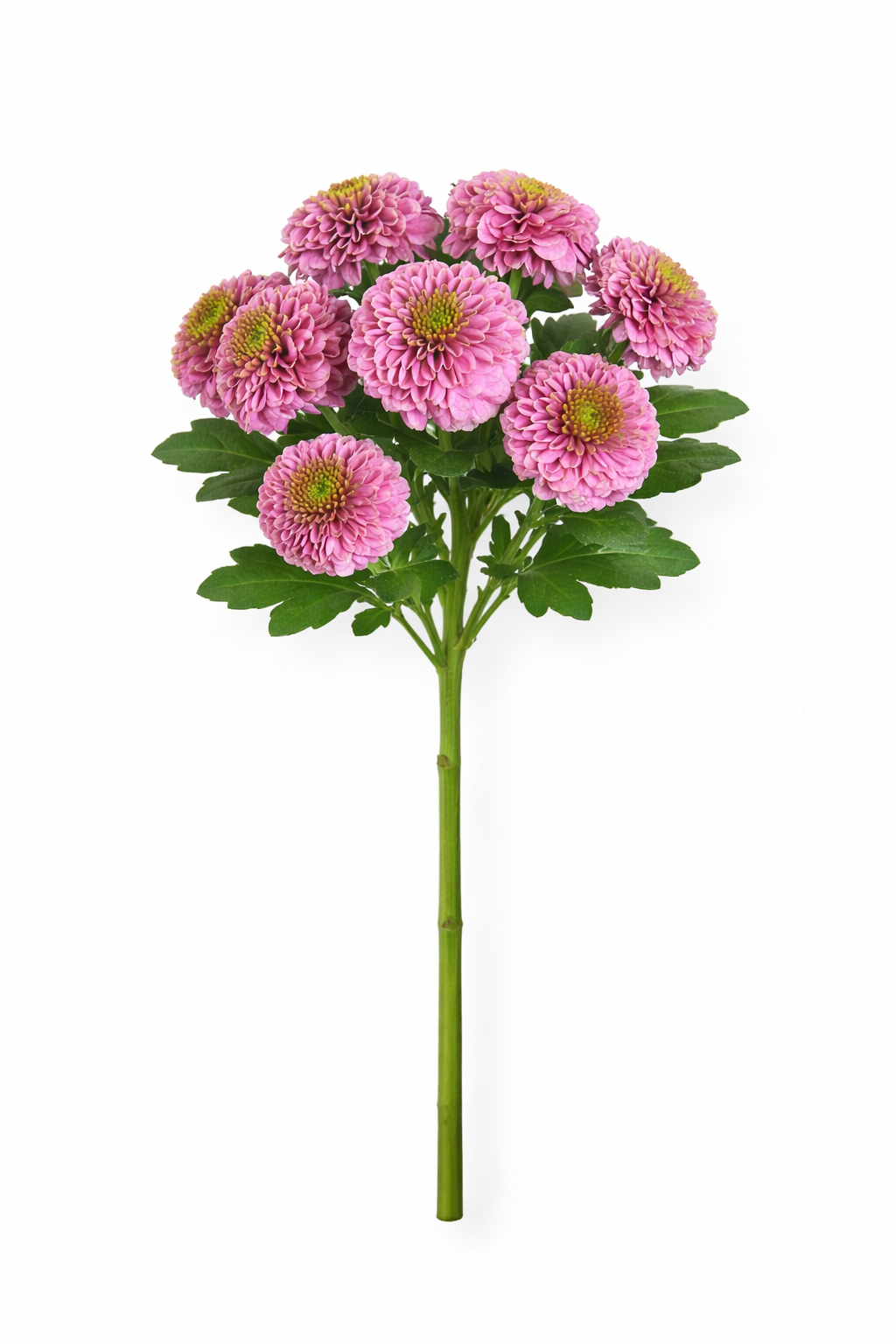 Chrysant Santini - Lila