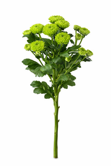 Chrysant Santini - Groen