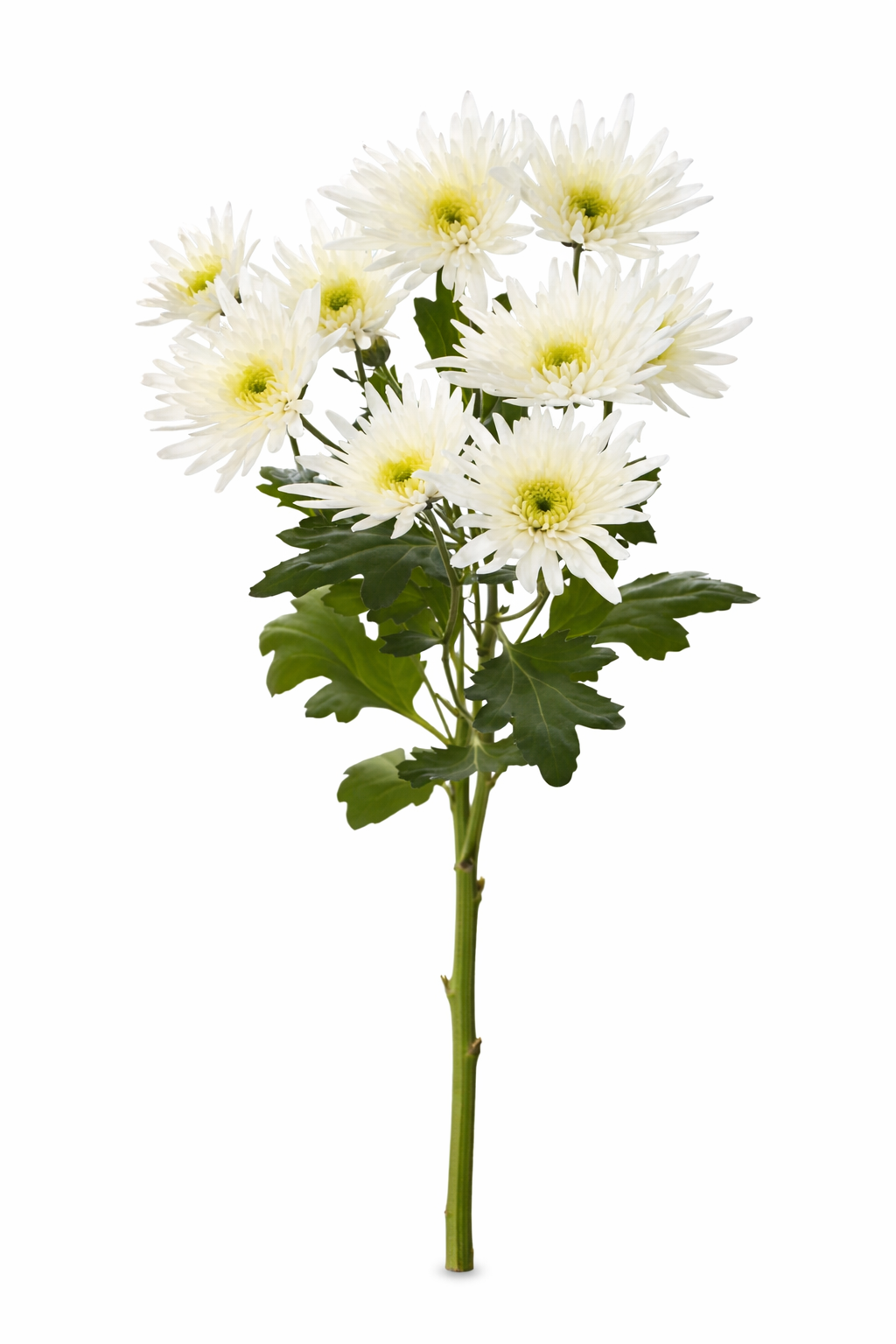 Chrysant tros - Wit