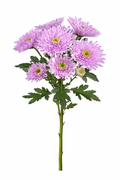 Chrysant tros - Roze
