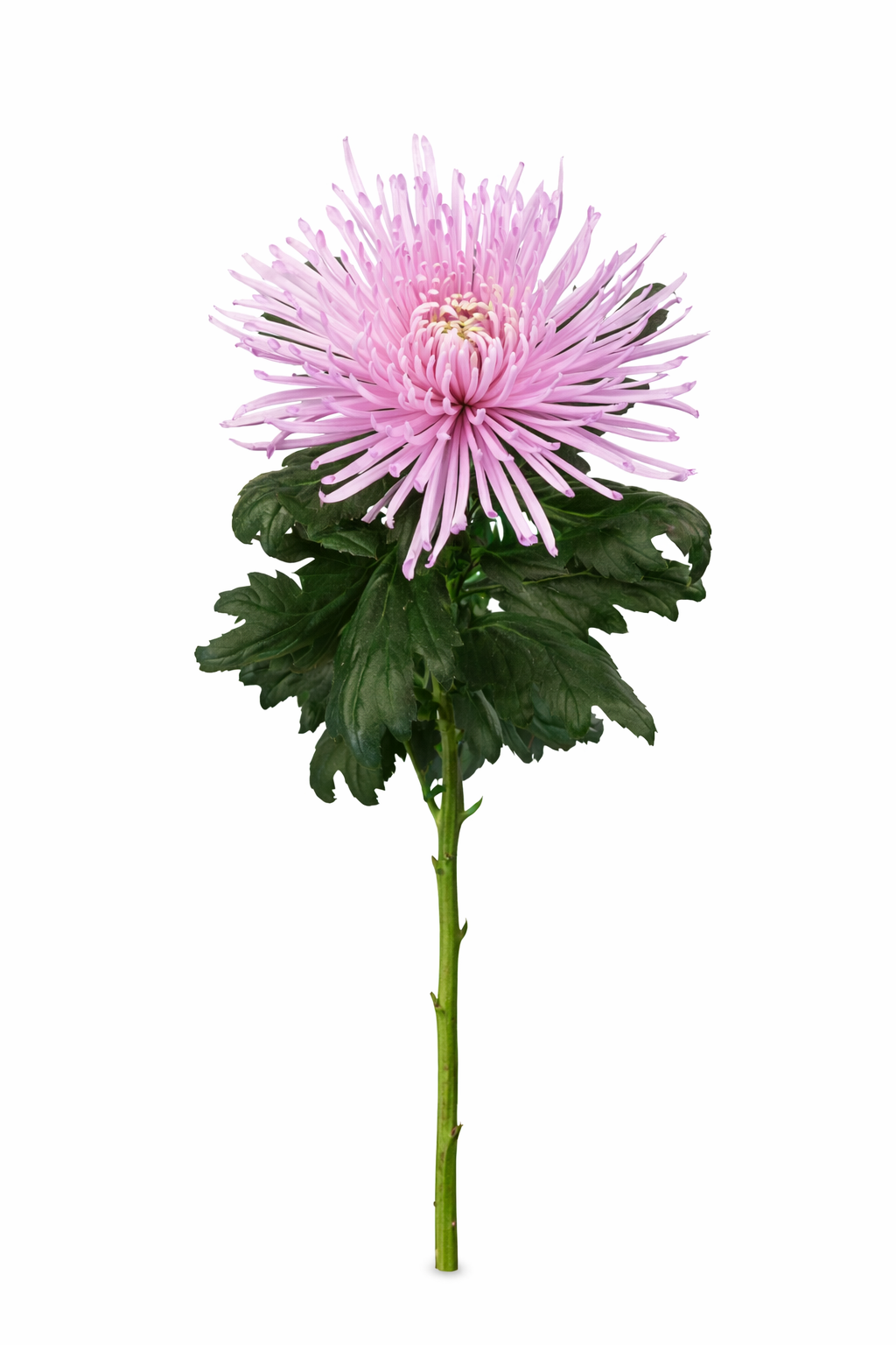 Chrysant - Roze (1 pit)