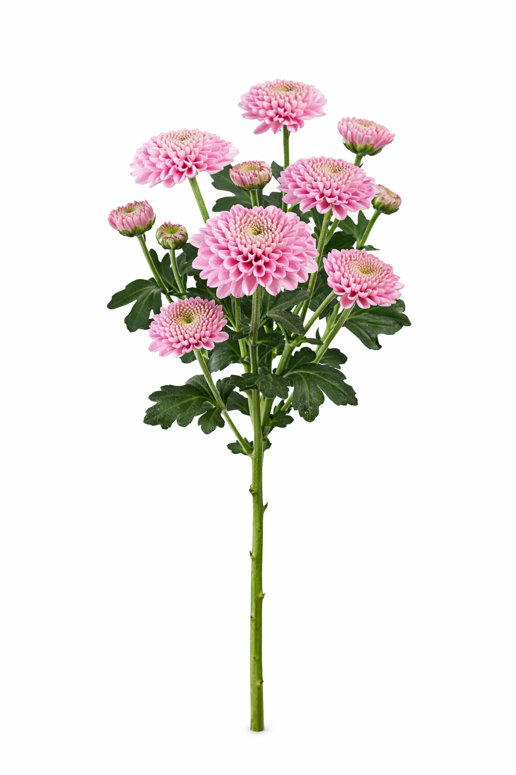 Chrysant Santini - Roze