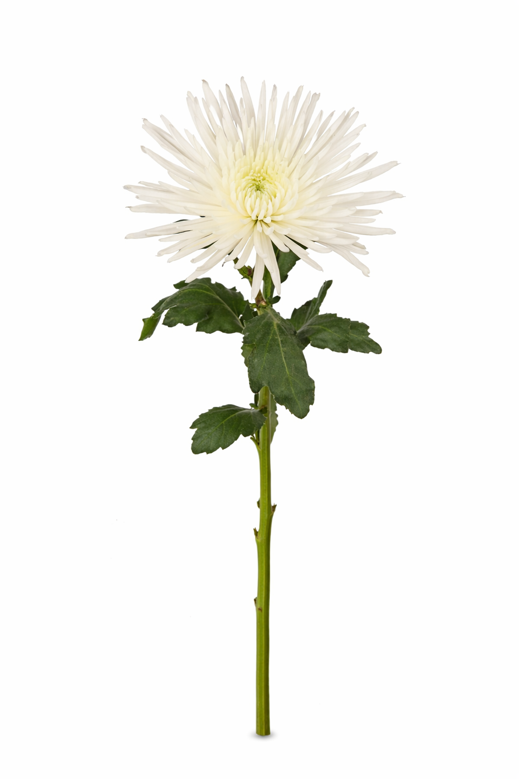 Chrysant - Wit (1 pit)