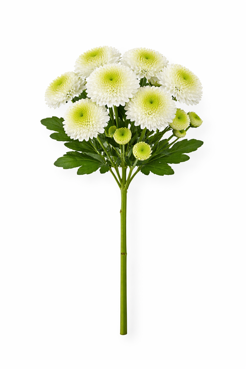 Chrysant Santini - Wit