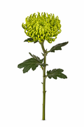 Chrysant - Groen (1 pit)