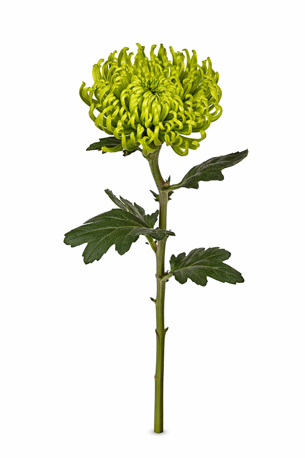 Chrysant - Groen (1 pit)