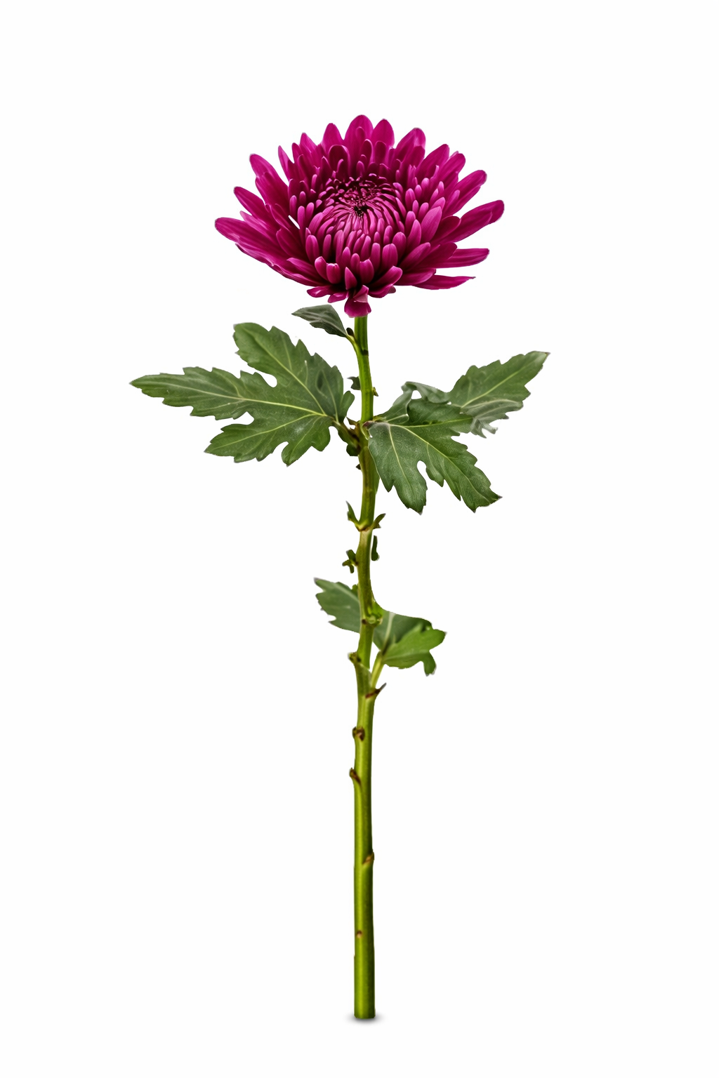 Chrysant - Lila (1 pit)