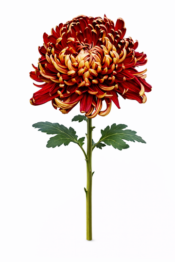 Chrysant - Herfst (1 pit)