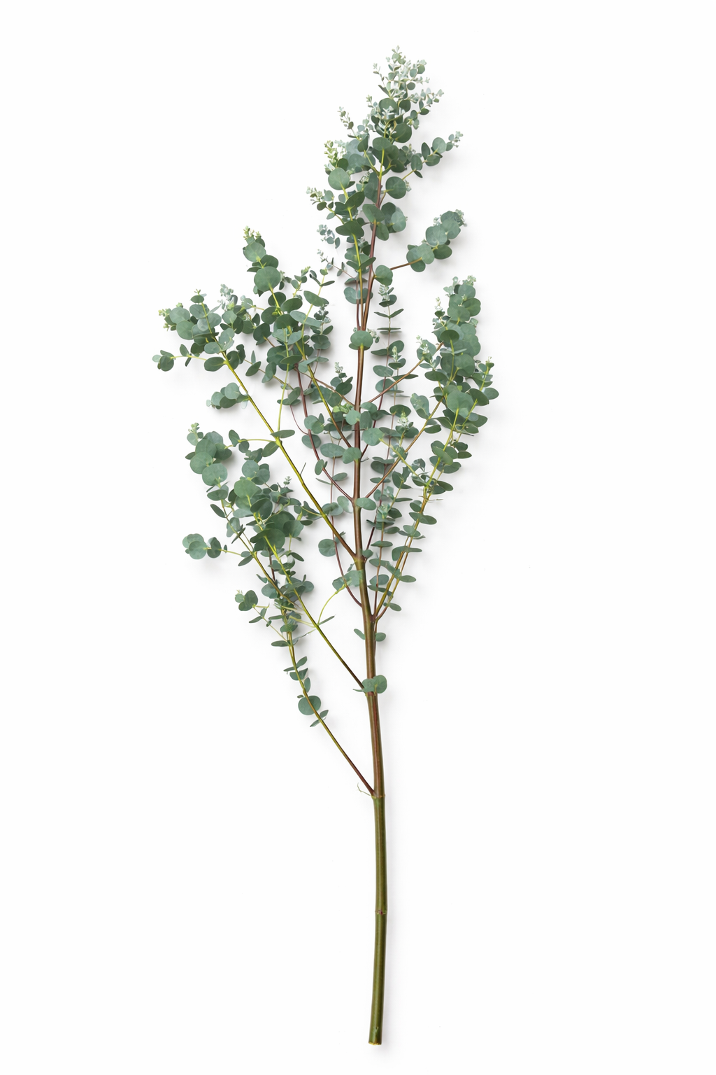 Eucalyptus - Siergroen