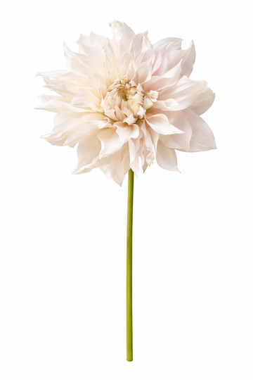 Dahlia - Cafe