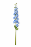 Delphinium - Blauw