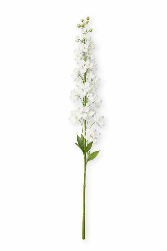 Delphinium - Wit