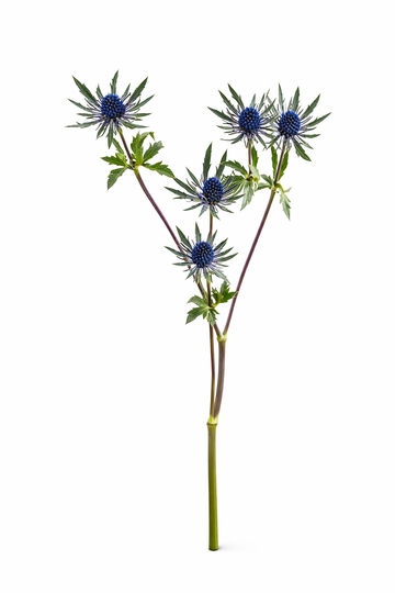 Eryngium (distel)