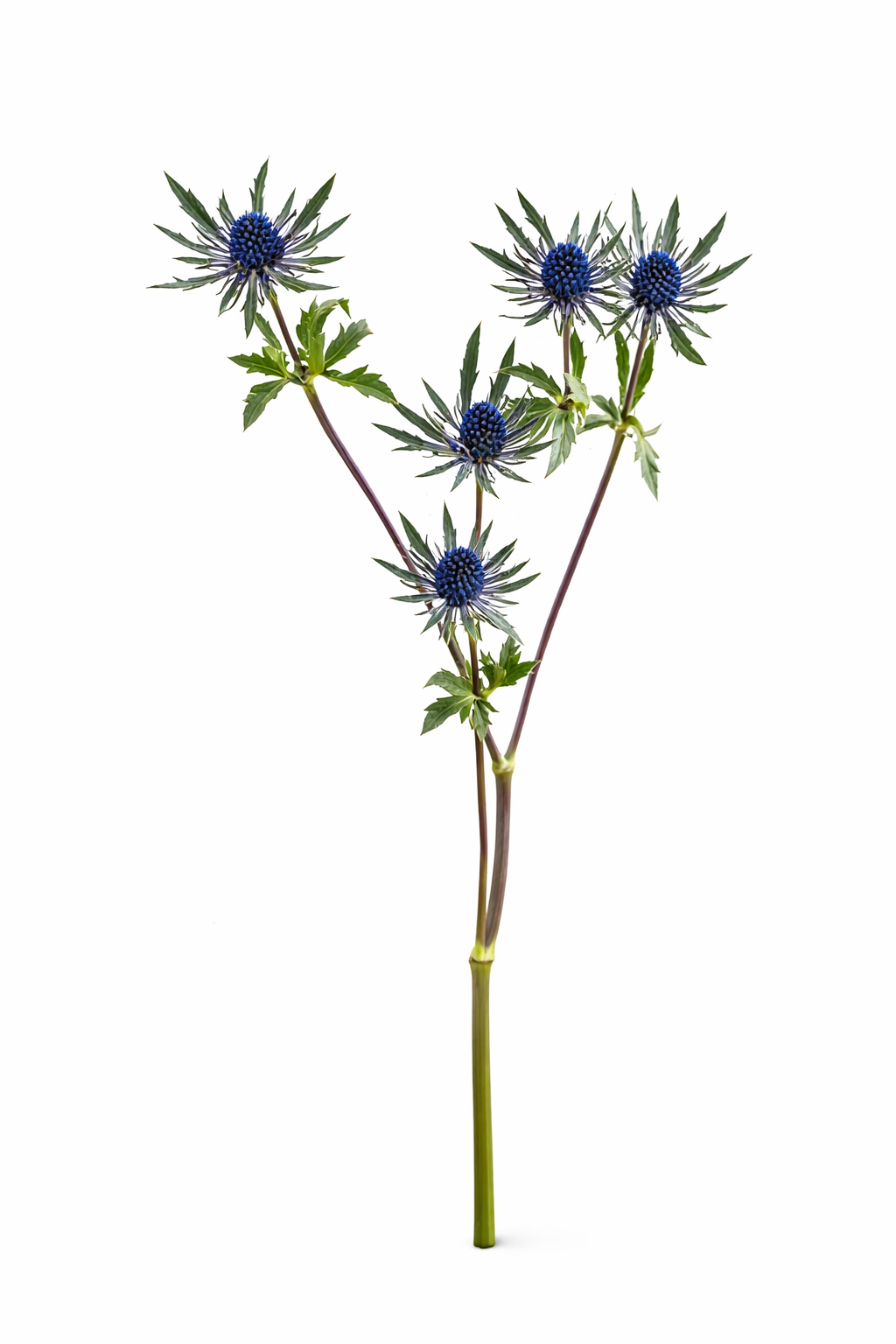 Eryngium (distel)