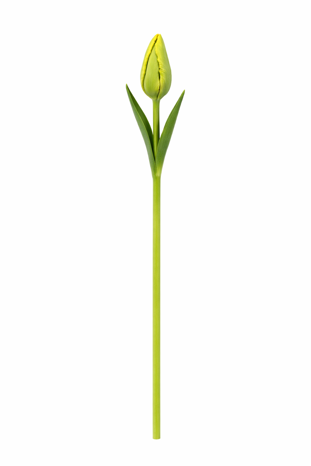 FranseTulp - Oranje Lengtebloem