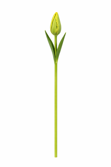 FranseTulp - Oranje Lengtebloem