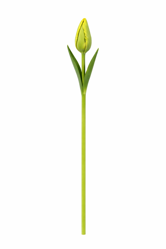 FranseTulp - Oranje Lengtebloem