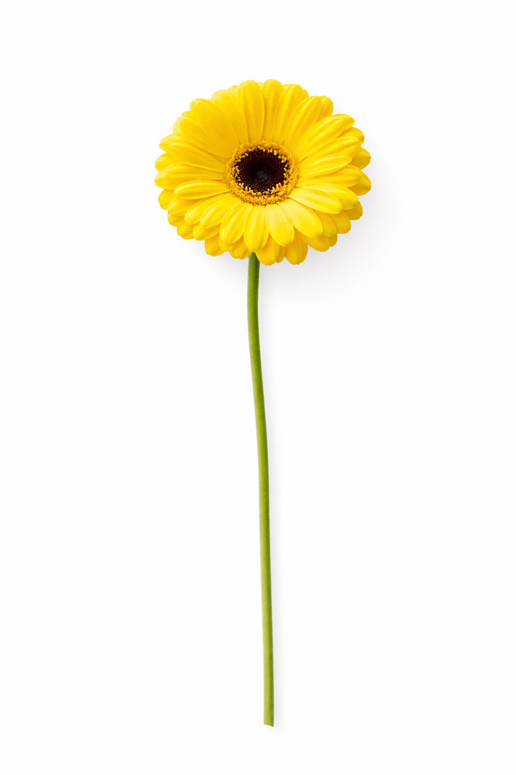Germini - Geel Hoofdbloemen