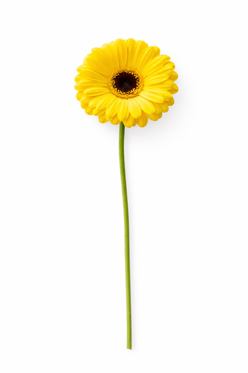 Germini - Geel Hoofdbloemen