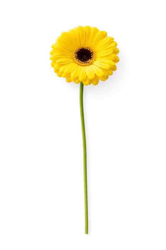 Germini - Geel Hoofdbloemen