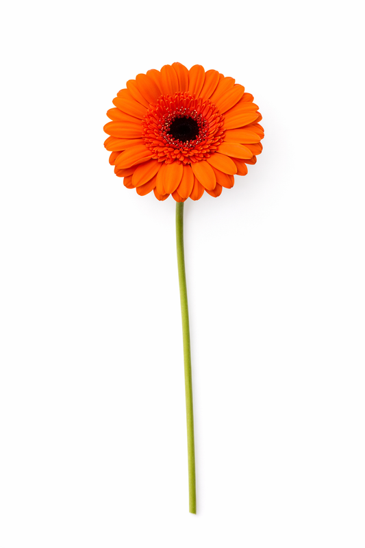 Germini - Oranje Hoofdbloemen