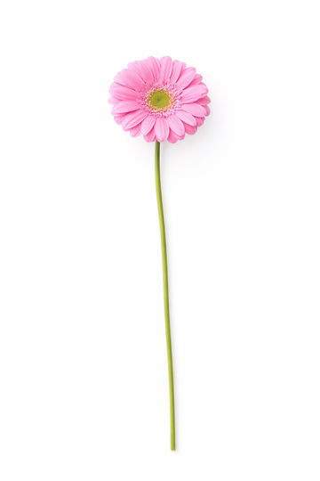 Germini - Roze Hoofdbloemen
