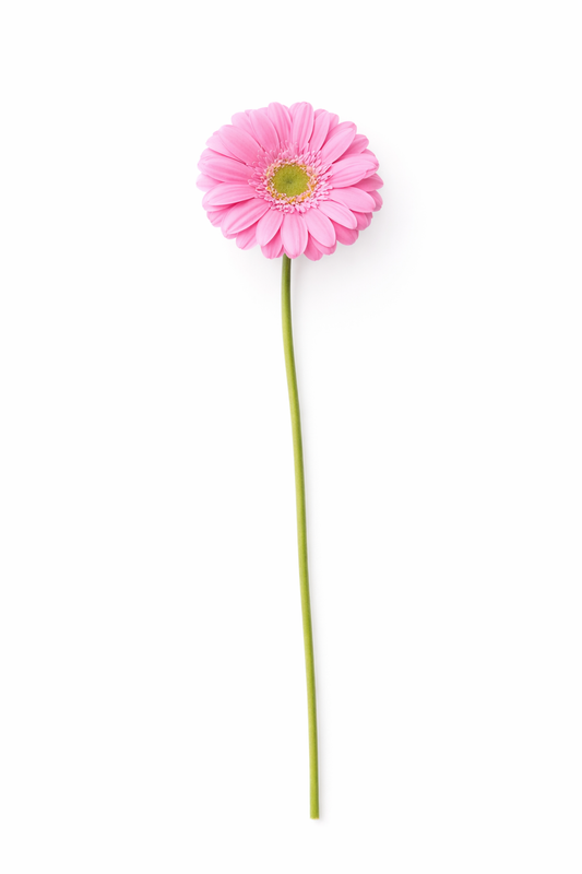 Germini - Roze Hoofdbloemen