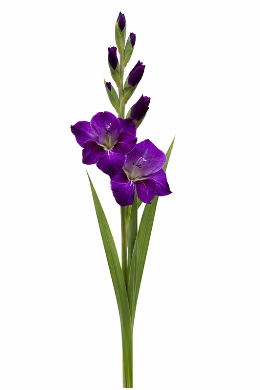 Gladiool - Lila