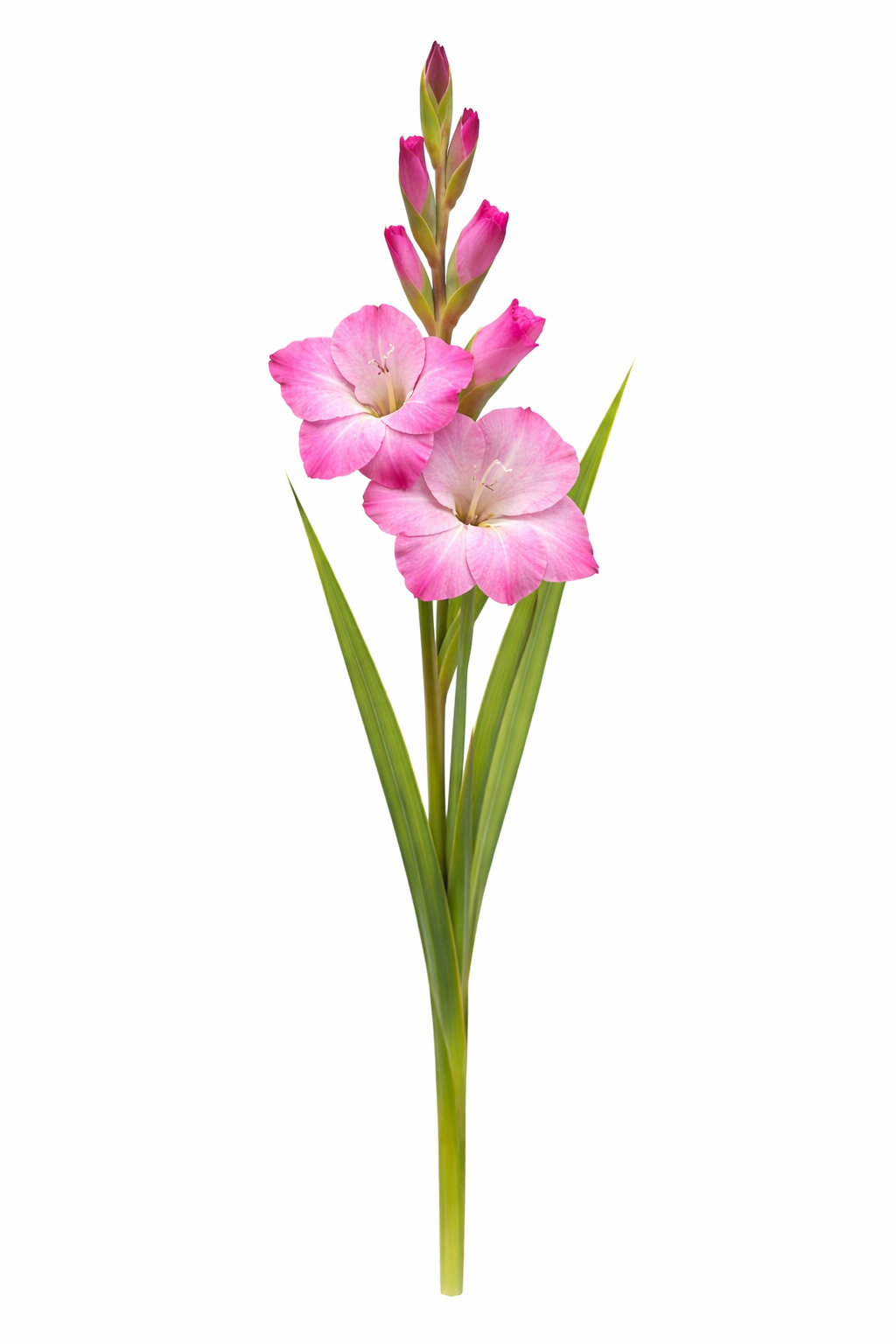 Gladiool - Roze