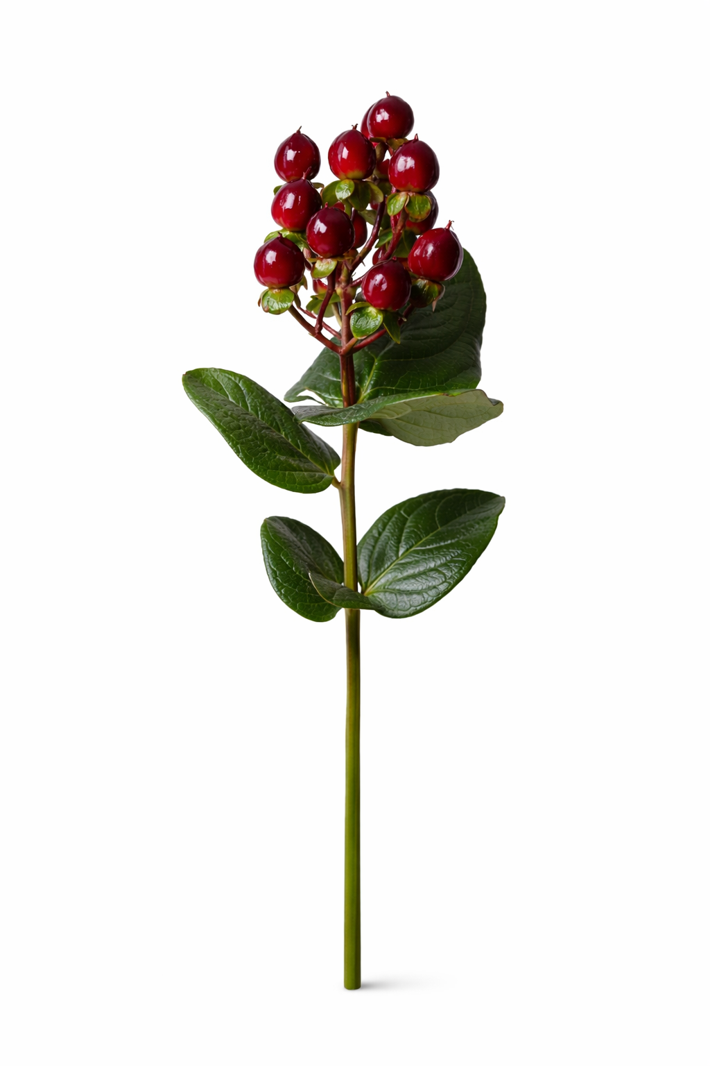 Hypericum - Bruin (bes)