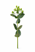 Hypericum - Groen (bes)