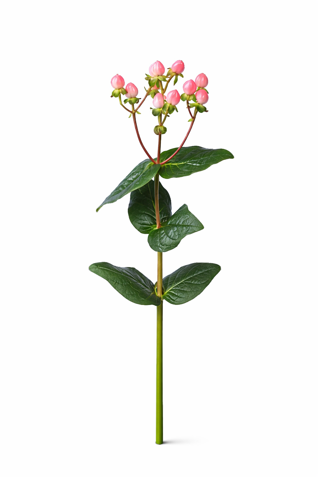 Hypericum - Roze (bes)